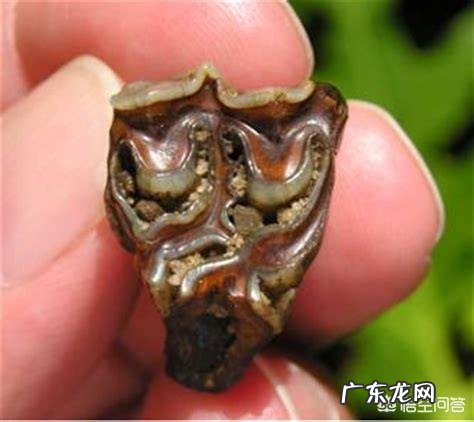 4.2万年前的小马溺水身亡,血液还在流动,是怎么回事?科学家是否能复活它?