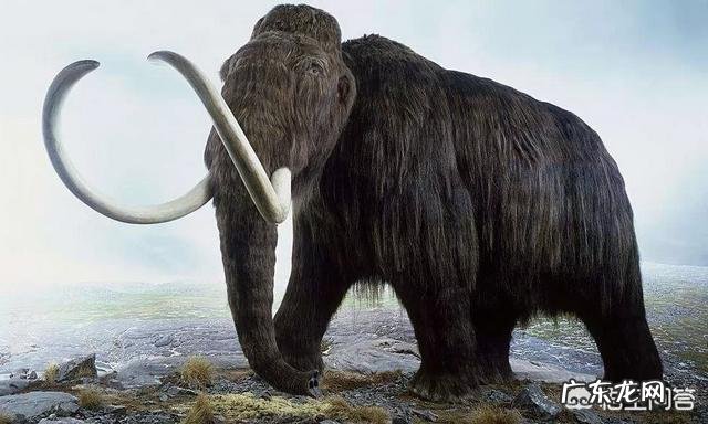 4.2万年前的小马溺水身亡,血液还在流动,是怎么回事?科学家是否能复活它?