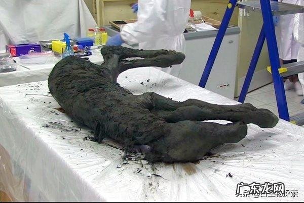 4.2万年前的小马溺水身亡,血液还在流动,是怎么回事?科学家是否能复活它?