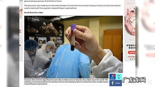 4.2万年前的小马溺水身亡,血液还在流动,是怎么回事?科学家是否能复活它?