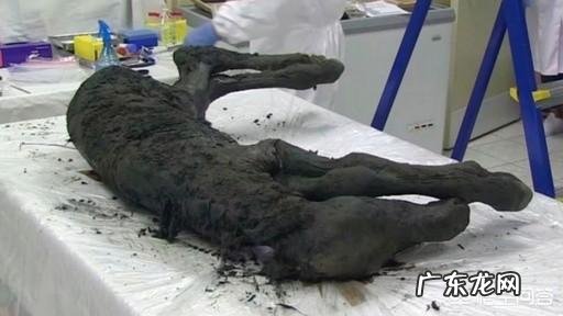 4.2万年前的小马溺水身亡,血液还在流动,是怎么回事?科学家是否能复活它?