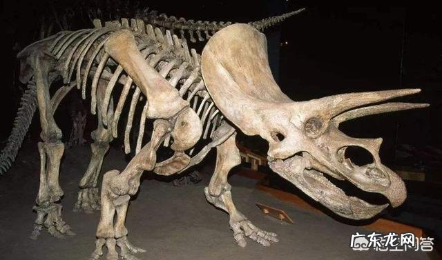 4.2万年前的小马溺水身亡,血液还在流动,是怎么回事?科学家是否能复活它?