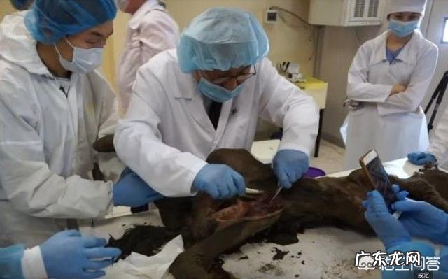 4.2万年前的小马溺水身亡,血液还在流动,是怎么回事?科学家是否能复活它?