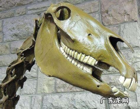 4.2万年前的小马溺水身亡,血液还在流动,是怎么回事?科学家是否能复活它?