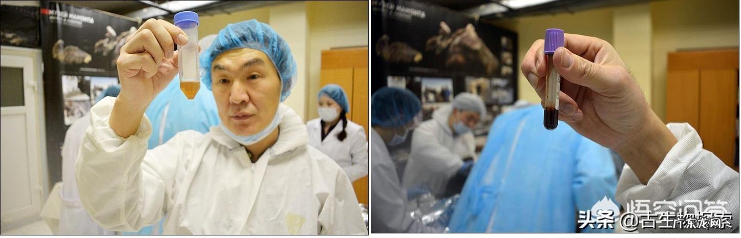 4.2万年前的小马溺水身亡,血液还在流动,是怎么回事?科学家是否能复活它?