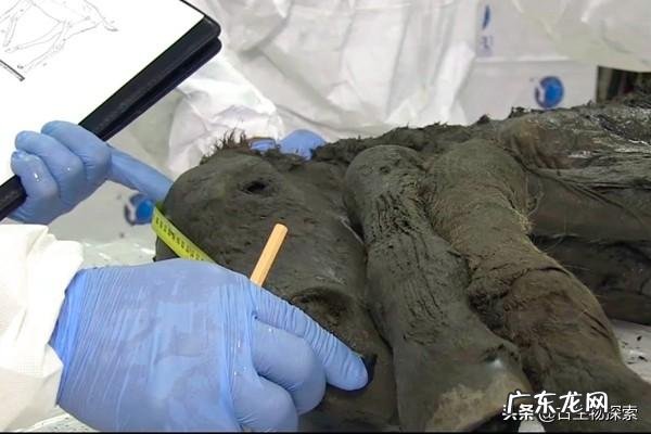 4.2万年前的小马溺水身亡,血液还在流动,是怎么回事?科学家是否能复活它?