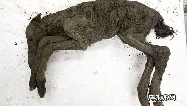 4.2万年前的小马溺水身亡，血液还在流动，是怎么回事？科学家是否能复活它？