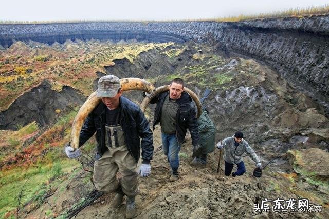 4.2万年前的小马溺水身亡,血液还在流动,是怎么回事?科学家是否能复活它?