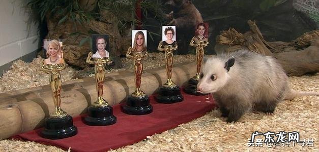 为什么有袋类动物都在澳大利亚？