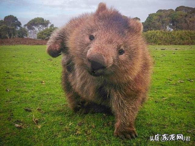 为什么有袋类动物都在澳大利亚?