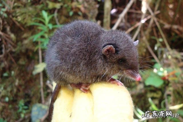 为什么有袋类动物都在澳大利亚？