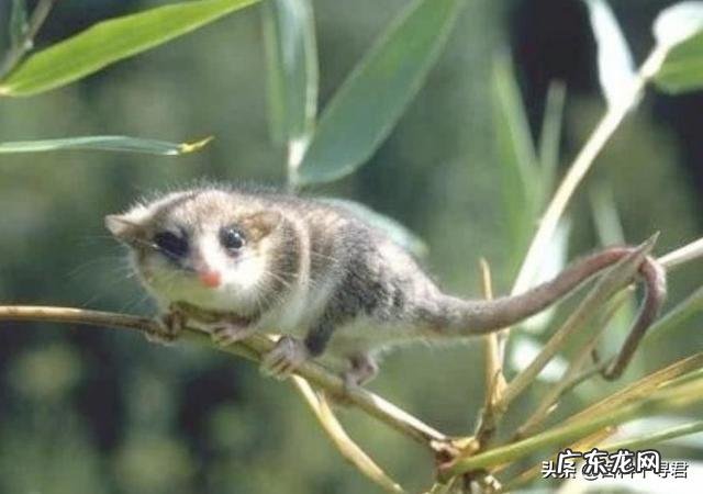 为什么有袋类动物都在澳大利亚？