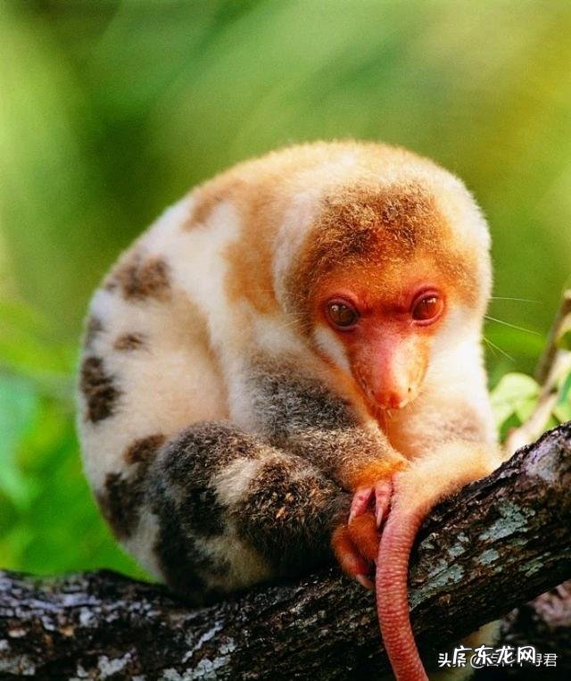 为什么有袋类动物都在澳大利亚?