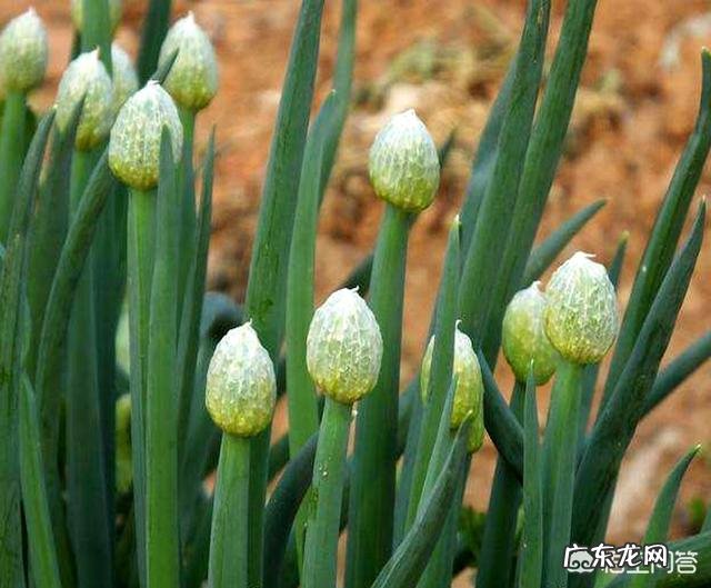 农村老人常说的四大厉害,“娘娘葱,独头蒜,仰头女,低头汉”指的是哪些?有什么道理?