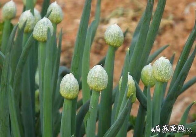 农村老人常说的四大厉害,“娘娘葱,独头蒜,仰头女,低头汉”指的是哪些?有什么道理?