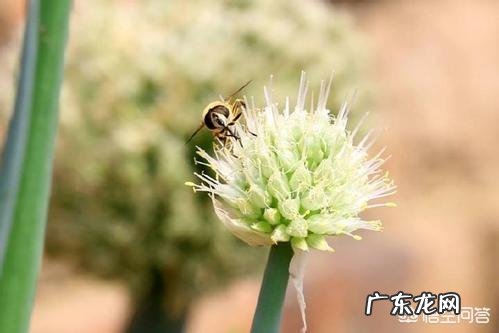 农村老人常说的四大厉害,“娘娘葱,独头蒜,仰头女,低头汉”指的是哪些?有什么道理?