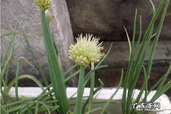 农村老人常说的四大厉害,“娘娘葱,独头蒜,仰头女,低头汉”指的是哪些?有什么道理?