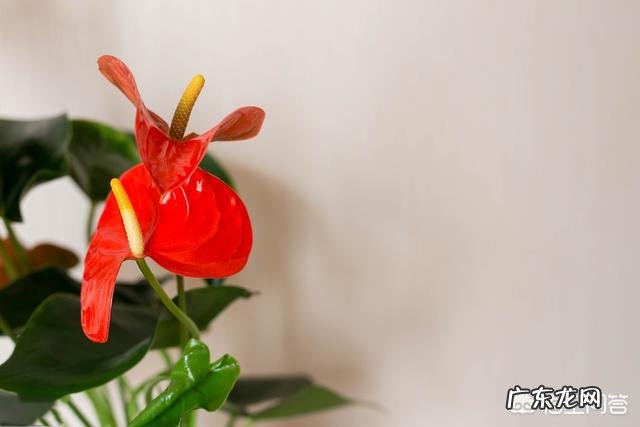 养殖红掌土培和水培分别怎么养?