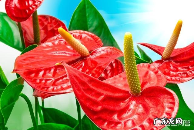 养殖红掌土培和水培分别怎么养?