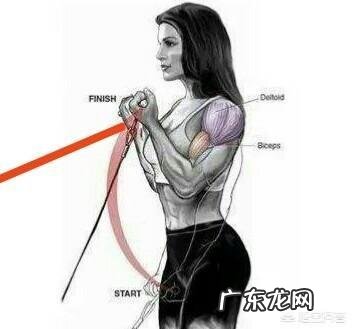 肱二头肌练不大,手臂不够粗,怎样改善自己的训练方法比较好?