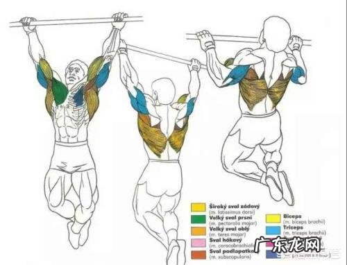 肱二头肌练不大，手臂不够粗，怎样改善自己的训练方法比较好？