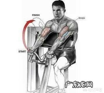 肱二头肌练不大,手臂不够粗,怎样改善自己的训练方法比较好?