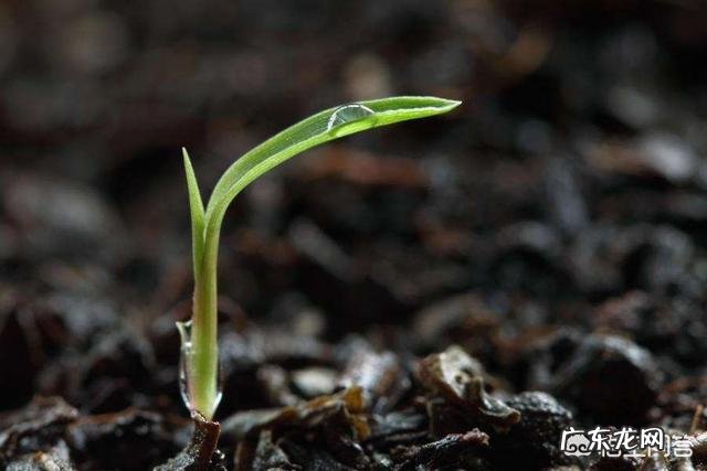 喜欢哪些描写雨的诗句?