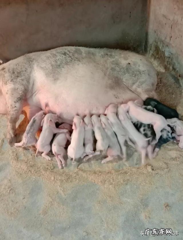 怎么样让母猪“心甘情愿”的接纳其他猪崽?