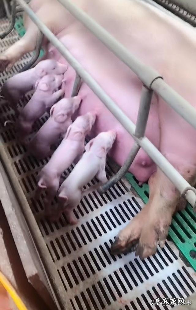 怎么样让母猪“心甘情愿”的接纳其他猪崽?