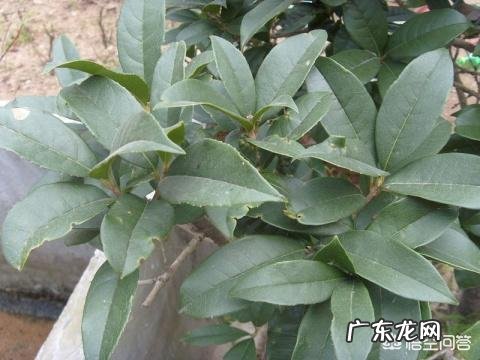 暖气房怎样养殖四季桂?