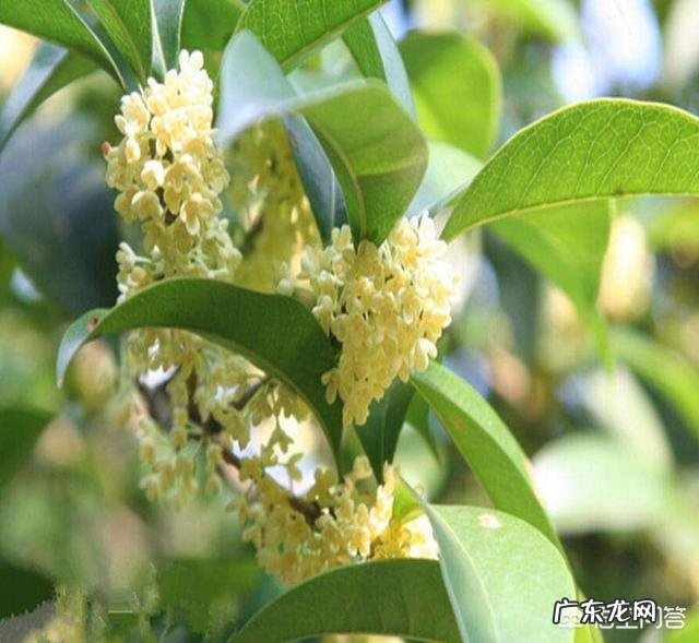 暖气房怎样养殖四季桂?