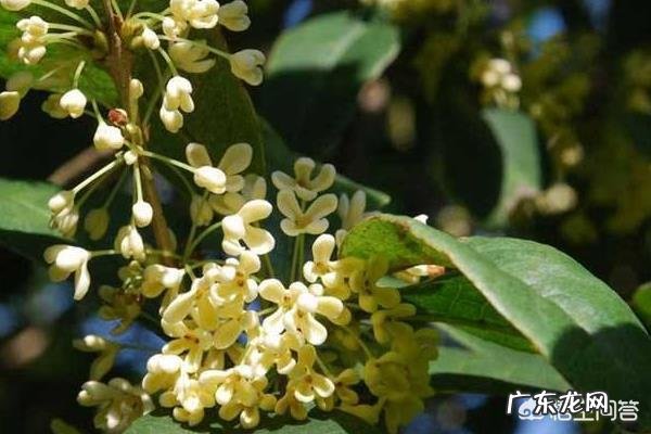 暖气房怎样养殖四季桂?