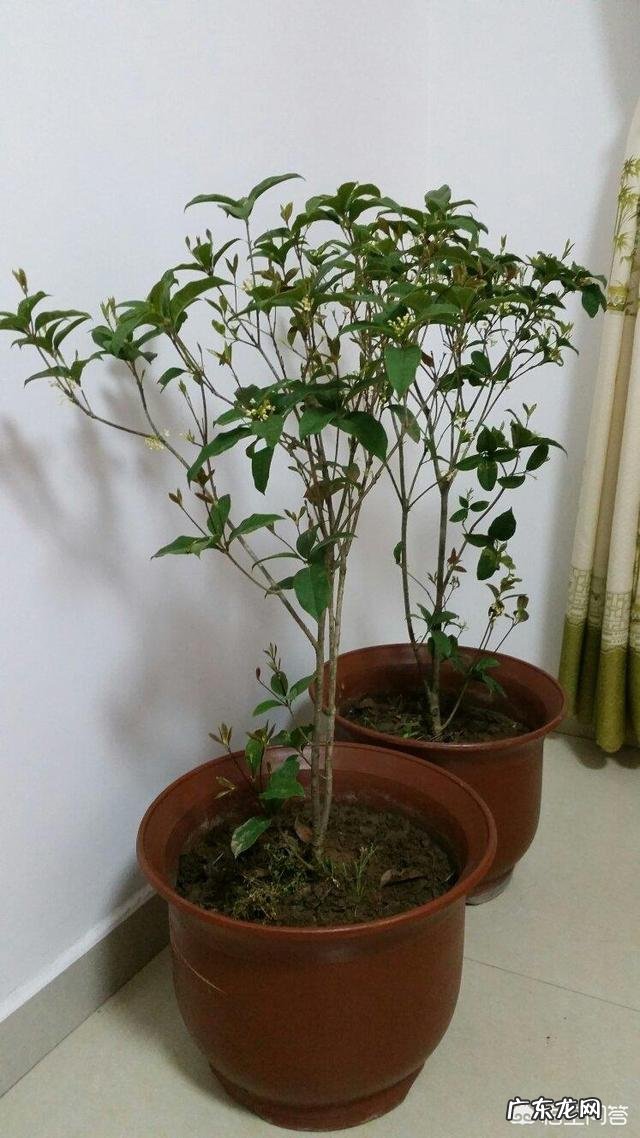 暖气房怎样养殖四季桂?