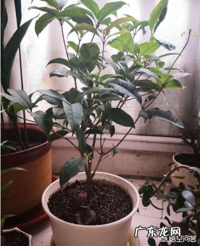 暖气房怎样养殖四季桂?