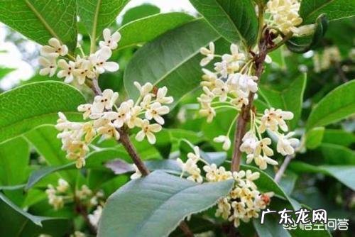 暖气房怎样养殖四季桂?