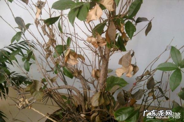 暖气房怎样养殖四季桂?