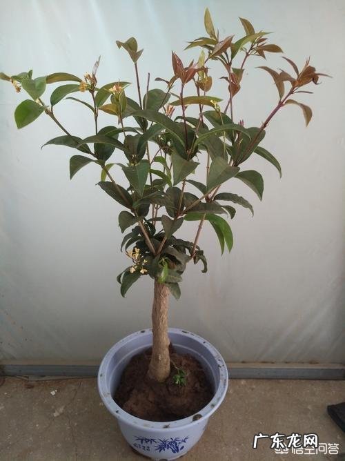 暖气房怎样养殖四季桂?