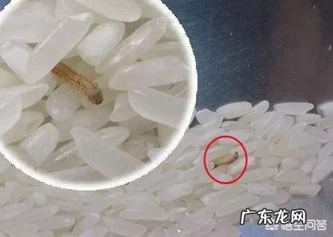 大米里为什么会生虫子呢?