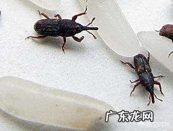 大米里为什么会生虫子呢?
