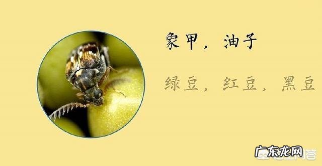 大米里为什么会生虫子呢?