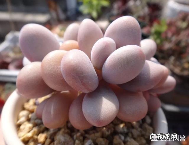 多肉植物的不同品种都有哪些寓意?有何推荐?