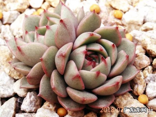 多肉植物的不同品种都有哪些寓意?有何推荐?