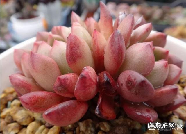 多肉植物的不同品种都有哪些寓意?有何推荐?