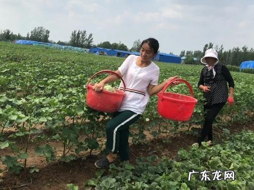 阳台植物风水禁忌 鱼台植物风水