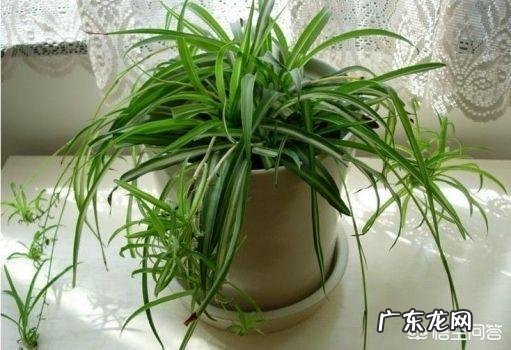 哪种花卉净化空气?