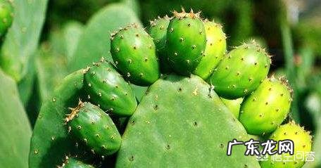 哪种花卉净化空气?