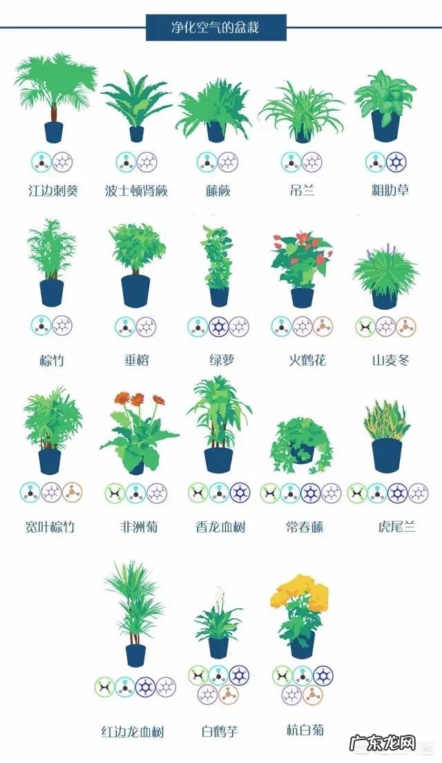 哪种花卉净化空气?