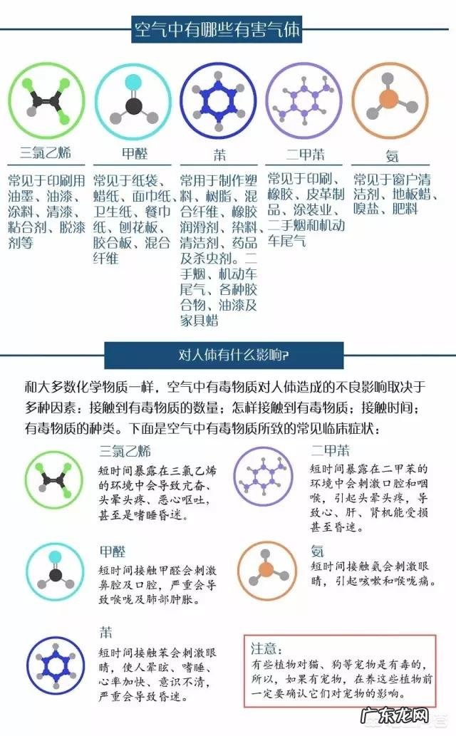 哪种花卉净化空气?