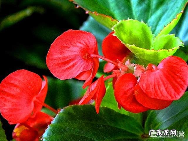 哪种花卉净化空气?