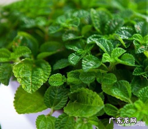 哪种花卉净化空气?